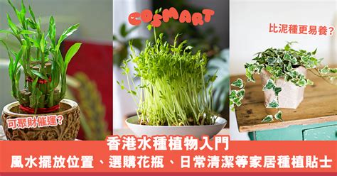 水種植物風水